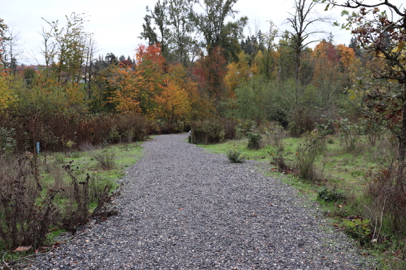 Sunnyside Road Trail begins with a low-grade, wide compacted gravel trail surface